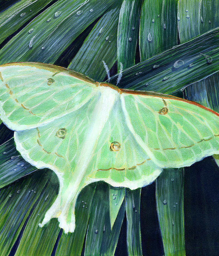 Luna Moth Painting by Thomas Hamm