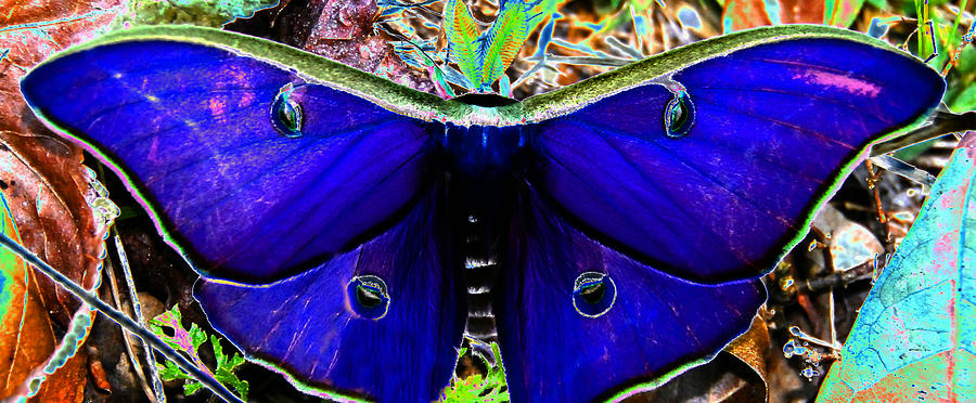 Luna Moth UV pano Photograph by David Lee Thompson