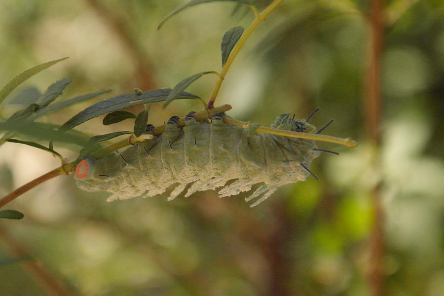 Luna Moth Catepillar Photograph