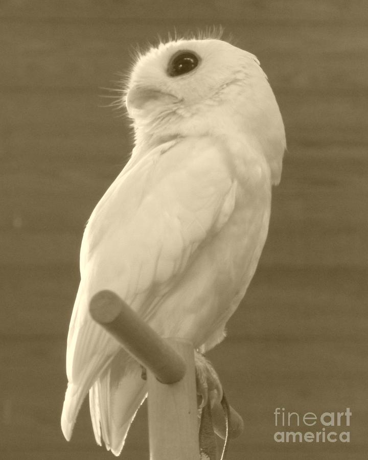 Nature Photograph - Luna The Rescued White Leucistic Eastern Screech Owl in sepia by Barbie Corbett-Newmin