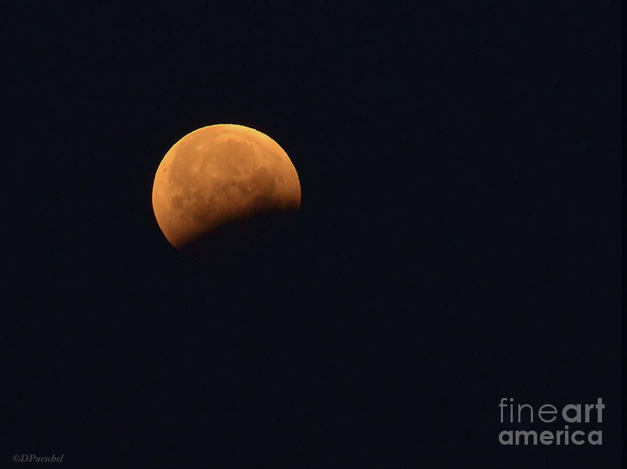 Lunar Blood Moon Eclipse Photograph by Debby Pueschel