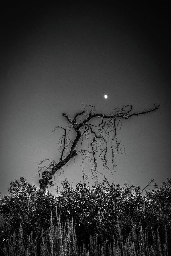 Lunar Cradle Photograph by Ryan Weddle