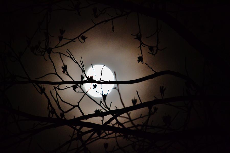 Lunar Eclipse Photograph by Eileen Brymer