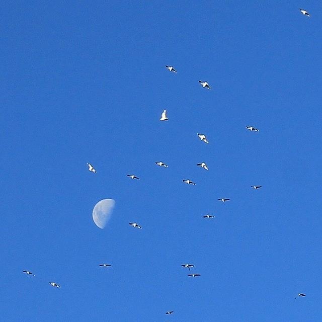 Bird Photograph - Lunar Flight. #moon #birds #canberra by Anthony Croke Bird Photograph - Lunar Flight. #moon #birds #canberra by Anthony Croke