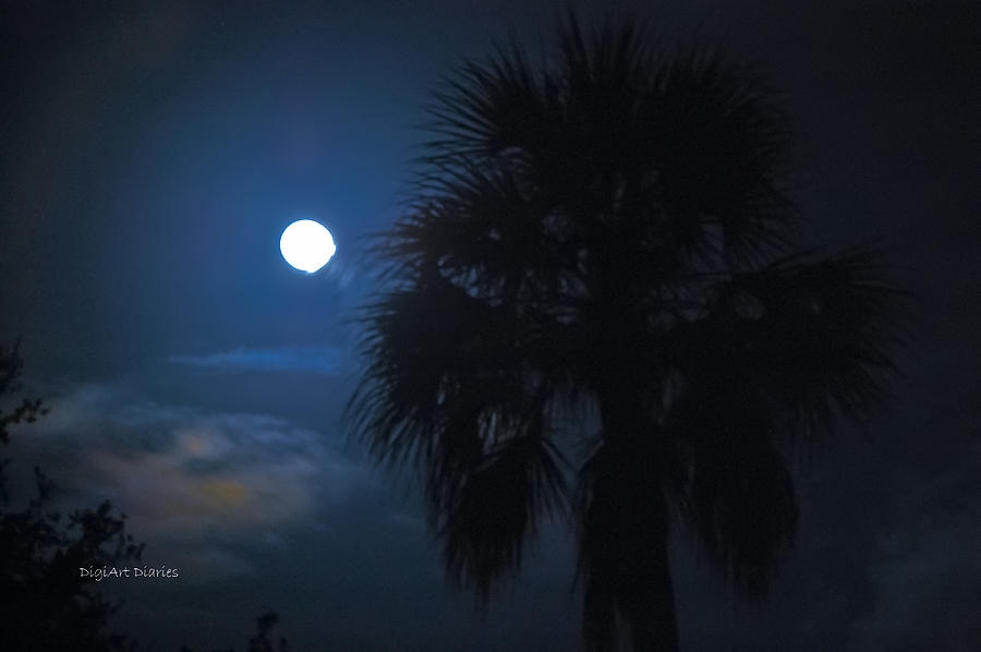 Lunar Palm Photograph by DigiArt Diaries by Vicky B Fuller