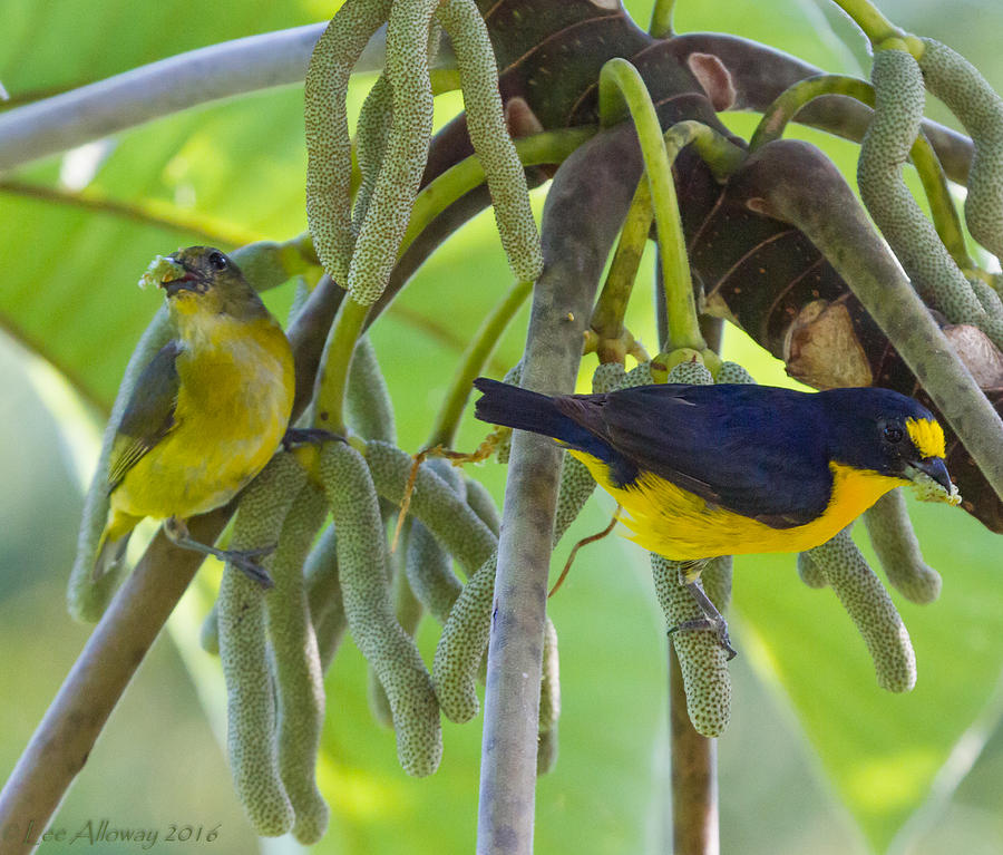 Lunch Date Photograph by Lee Alloway - Fine Art America