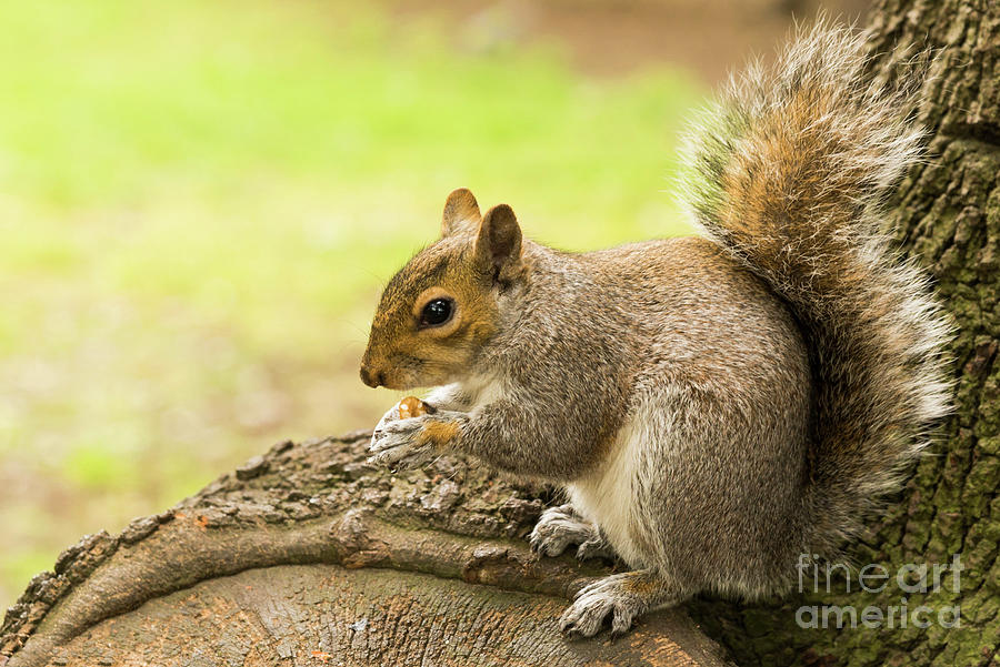 Lunch for a squirrel Photograph by Catherine Sullivan