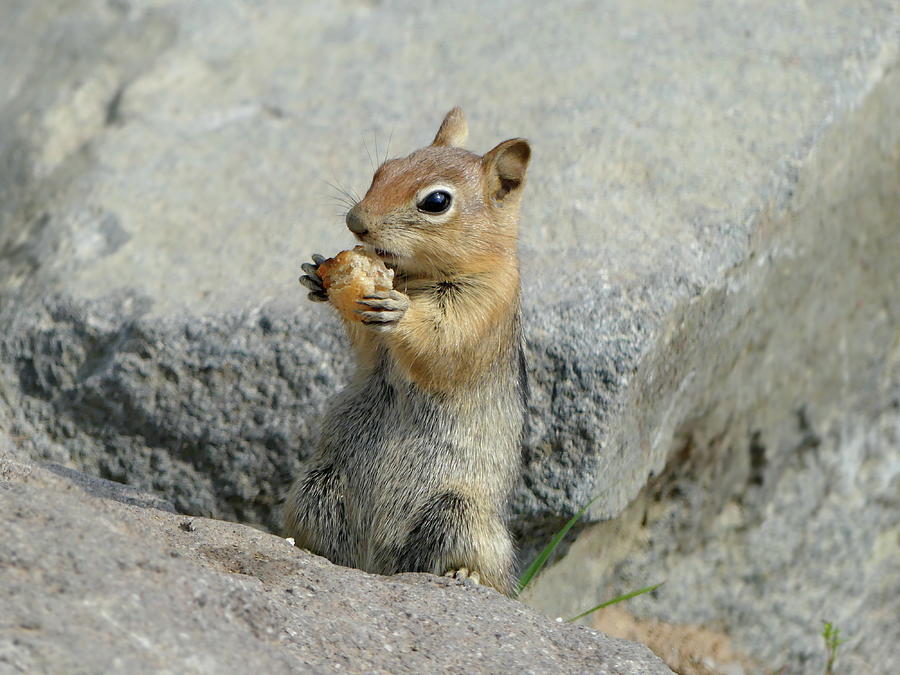 Lunch for Golden-mantled Ground Squirrel Photograph by Lyuba Filatova