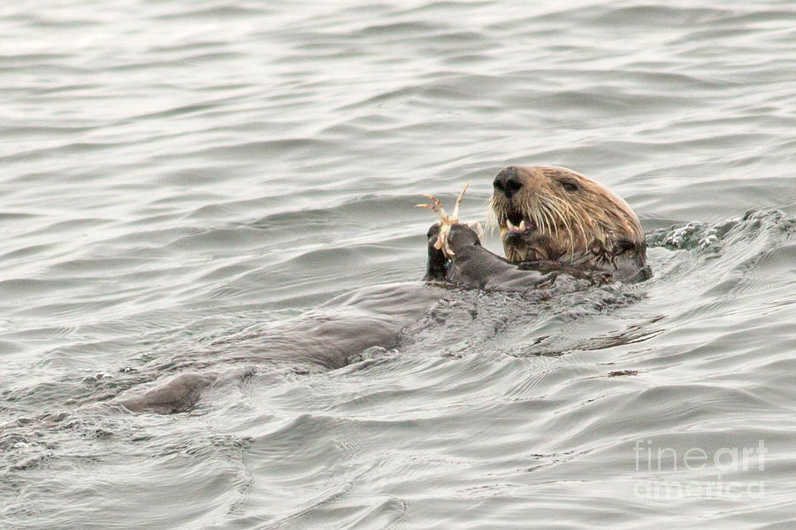 Lunch for the Sea Otter Photograph by Natural Focal Point Photography