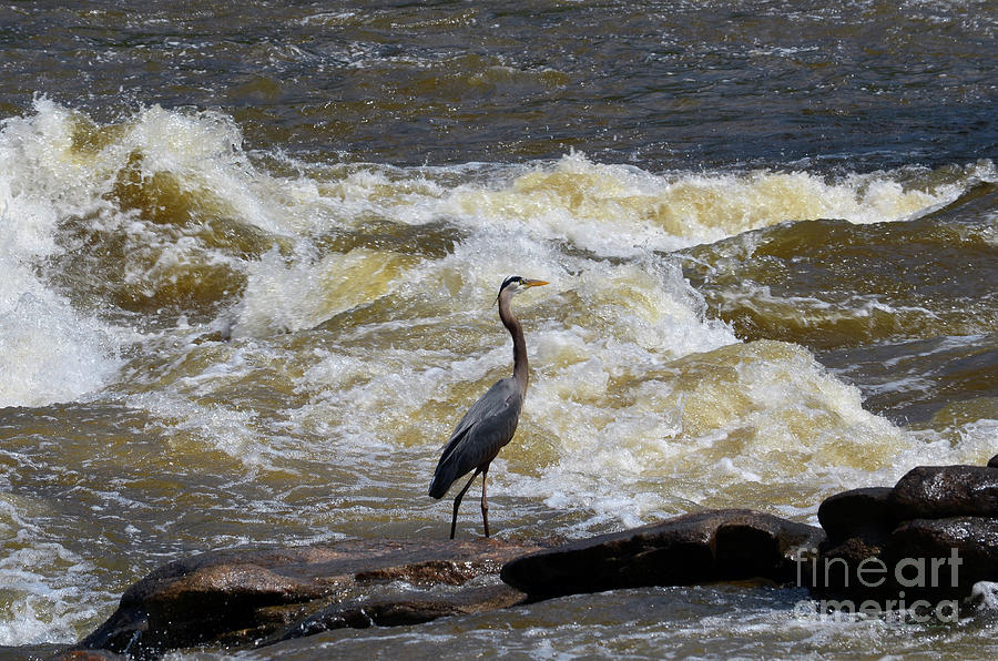 Lunch in the James River 1 by Afroditi Katsikis Lunch in the James River 1 by Afroditi Katsikis