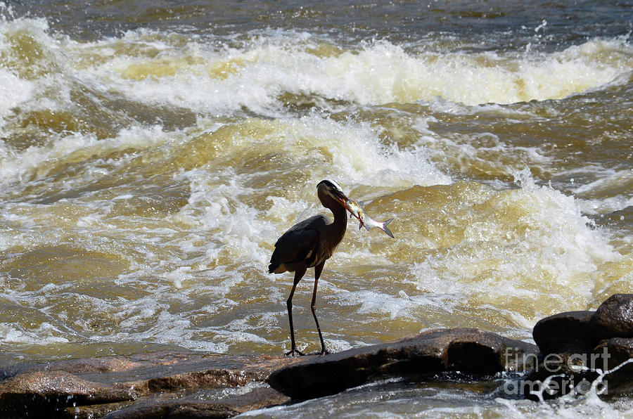 Lunch in the James River 10 by Afroditi Katsikis Lunch in the James River 10 by Afroditi Katsikis