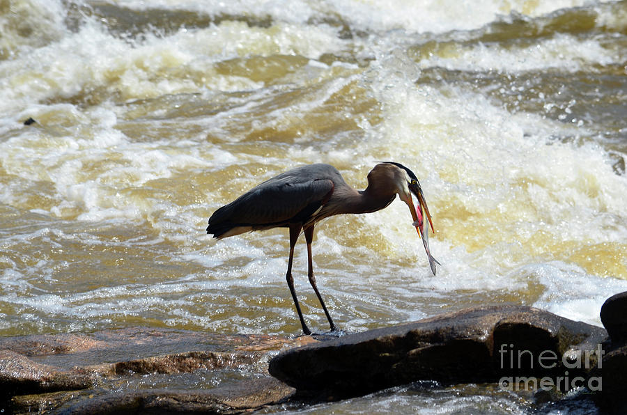 Lunch in the James River 11 by Afroditi Katsikis Lunch in the James River 11 by Afroditi Katsikis