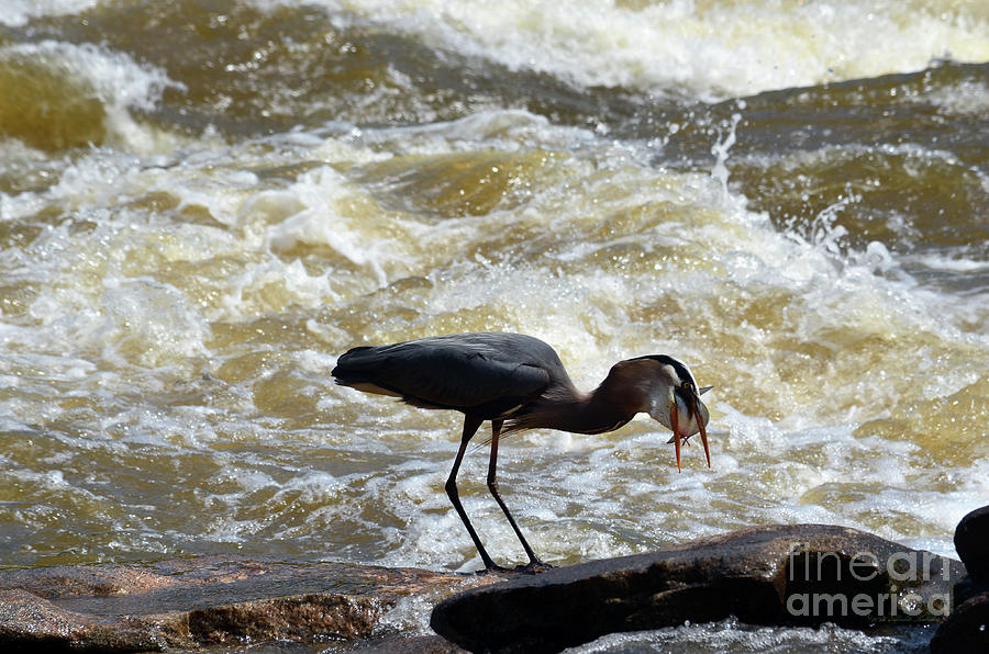 Lunch in the James River 12 by Afroditi Katsikis Lunch in the James River 12 by Afroditi Katsikis