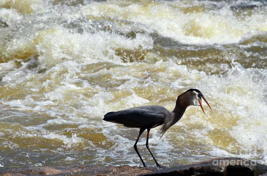 Lunch in the James River 13 by Afroditi Katsikis Lunch in the James River 13 by Afroditi Katsikis