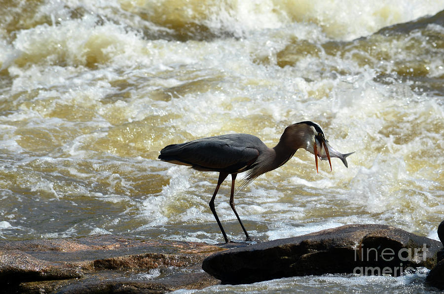 Lunch in the James River 14 by Afroditi Katsikis Lunch in the James River 14 by Afroditi Katsikis