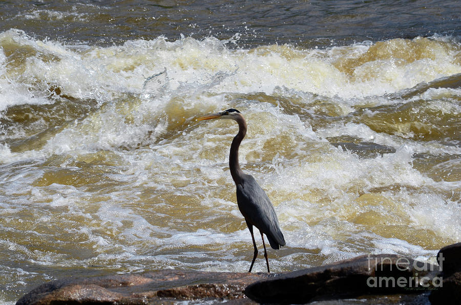 Lunch in the James River 2 by Afroditi Katsikis Lunch in the James River 2 by Afroditi Katsikis