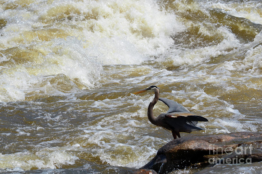 Lunch in the James River 4 by Afroditi Katsikis Lunch in the James River 4 by Afroditi Katsikis