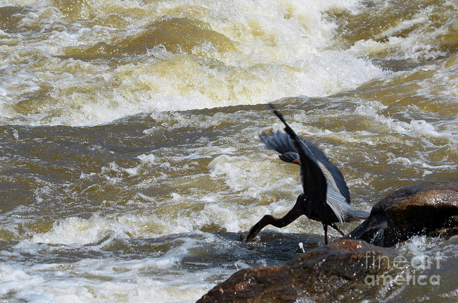Lunch in the James River 6 by Afroditi Katsikis Lunch in the James River 6 by Afroditi Katsikis