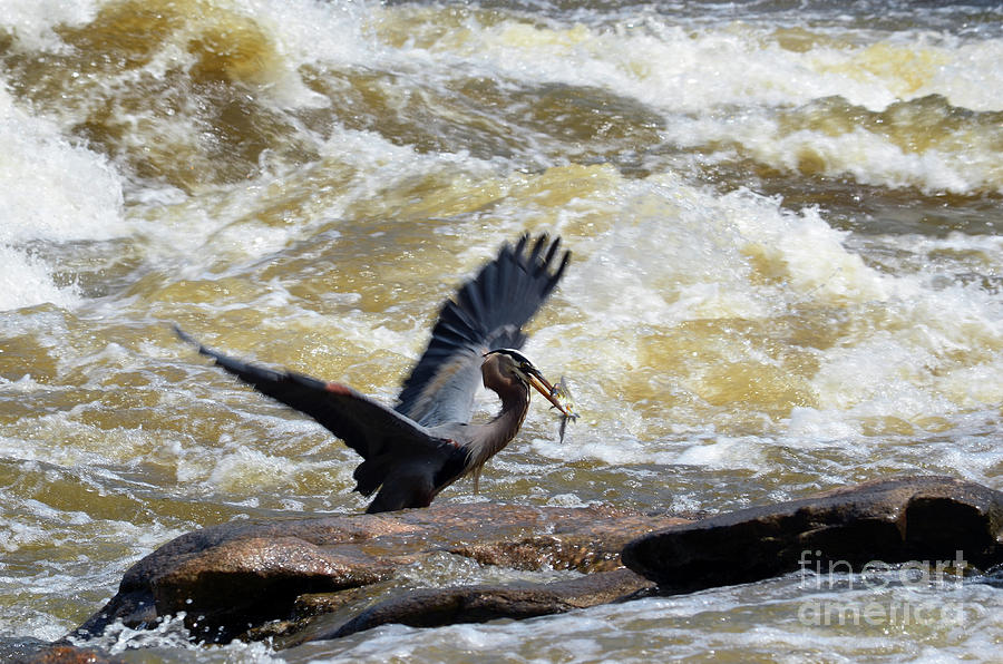 Lunch in the James River 7 by Afroditi Katsikis Lunch in the James River 7 by Afroditi Katsikis