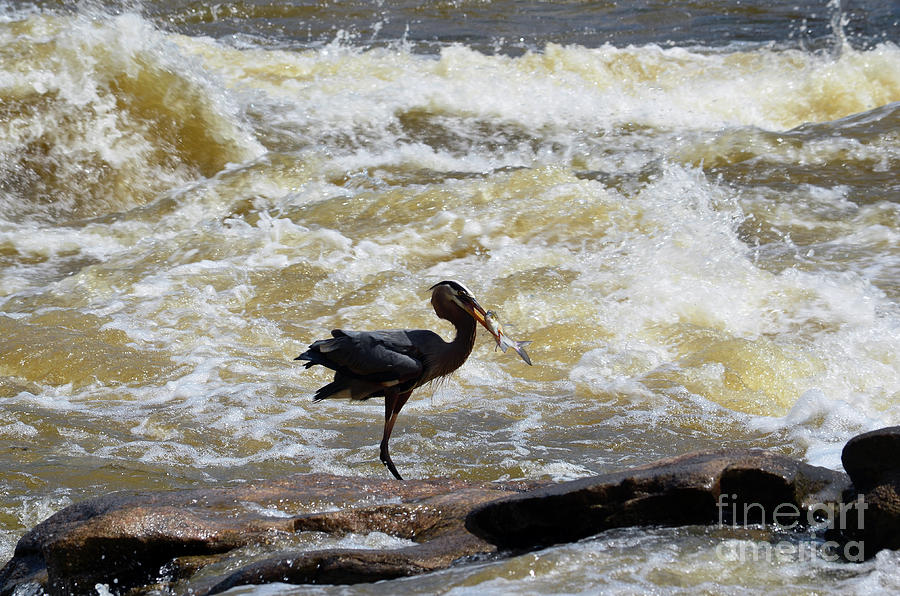 Lunch in the James River 8 by Afroditi Katsikis Lunch in the James River 8 by Afroditi Katsikis