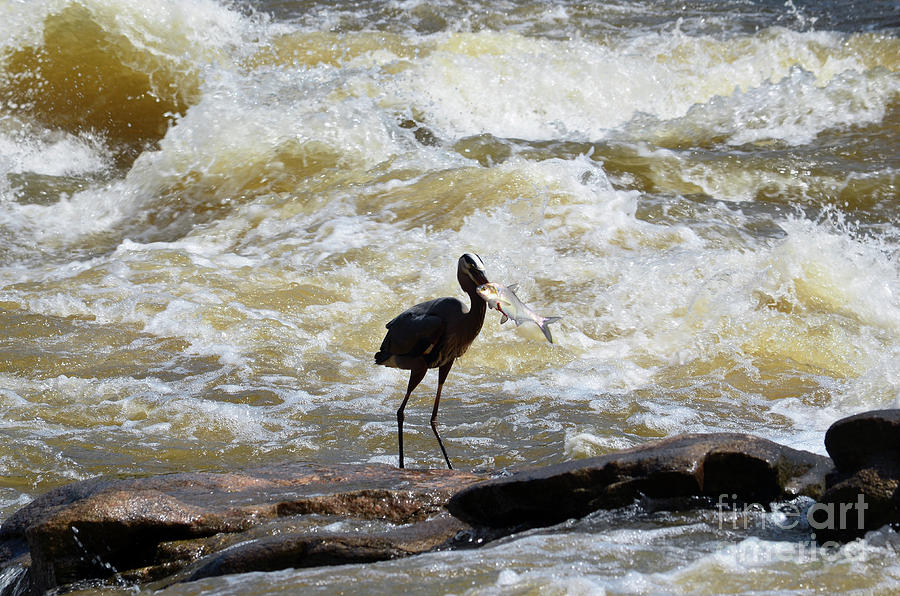 Lunch in the James River 9 by Afroditi Katsikis Lunch in the James River 9 by Afroditi Katsikis