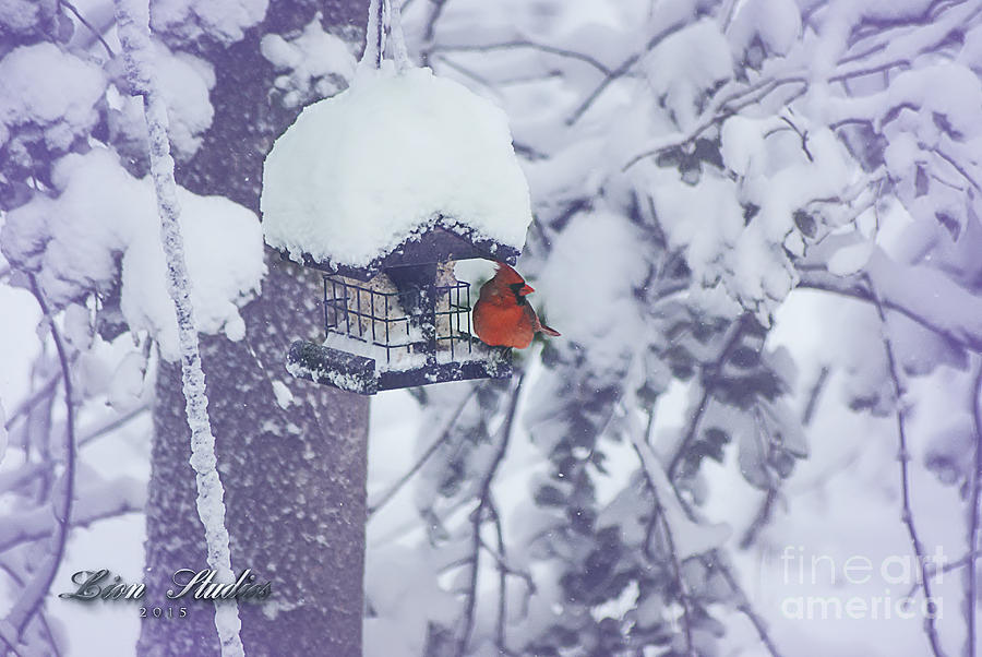 Richmond Photograph - Lunch In The Snow by Melissa Messick