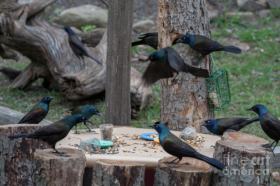 Lunch meeting on how to monopolize bird feeders Photograph by Dan Friend