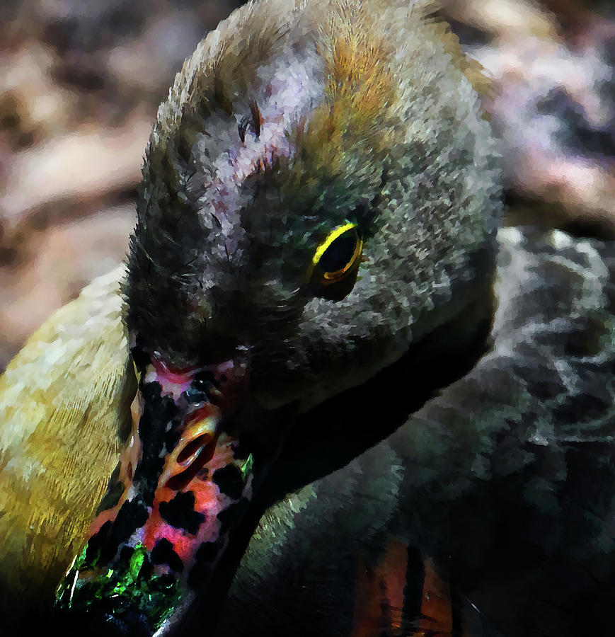 Duck Photograph - Lunch Stuck On Her Beak by Miroslava Jurcik