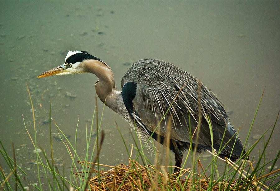 Lunch Time for the Heron Photograph by Dale Stillman
