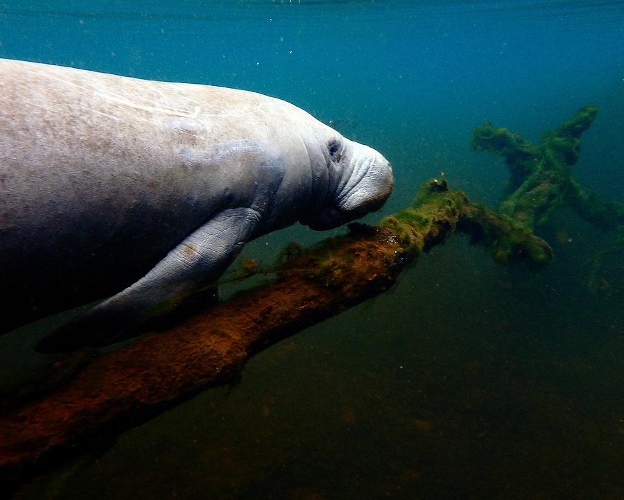 Lunch Time Manatee Photograph by Sheri McLeroy
