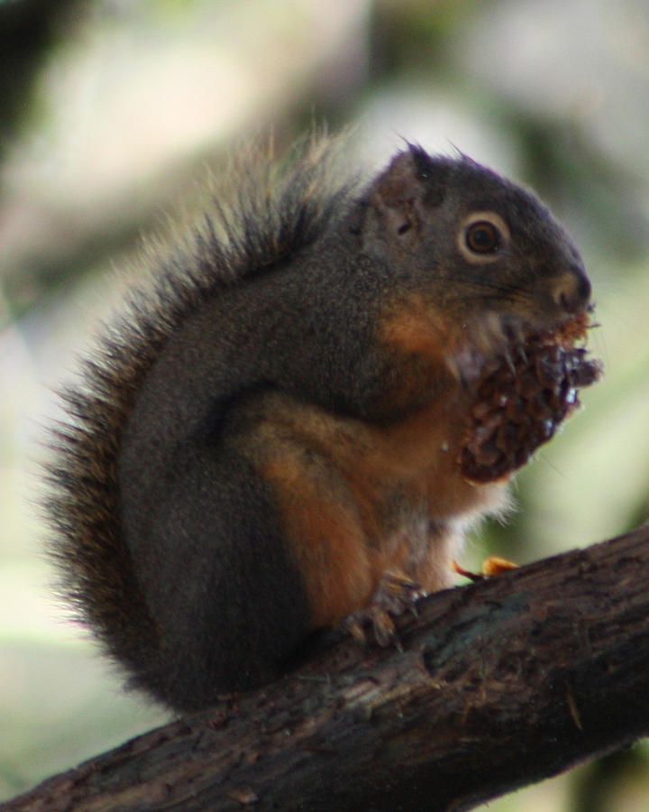 Squirrel Photograph - Lunch Time by Nick Gustafson