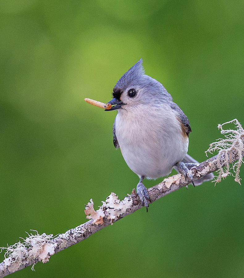 Lunch - Tufted Titmouse Photograph by Christy Cox