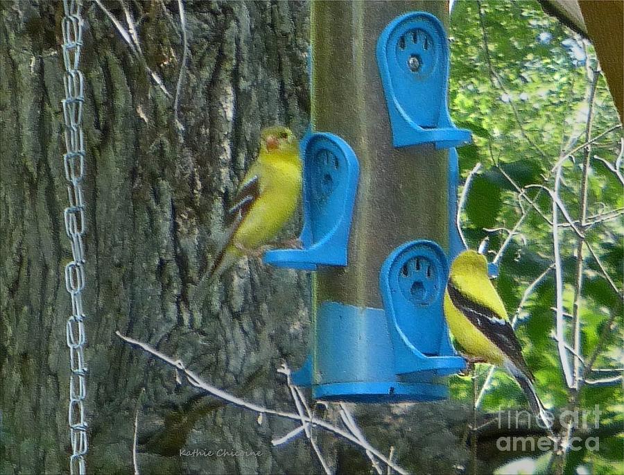 Lunchtime at the Feeder Photograph by Kathie Chicoine
