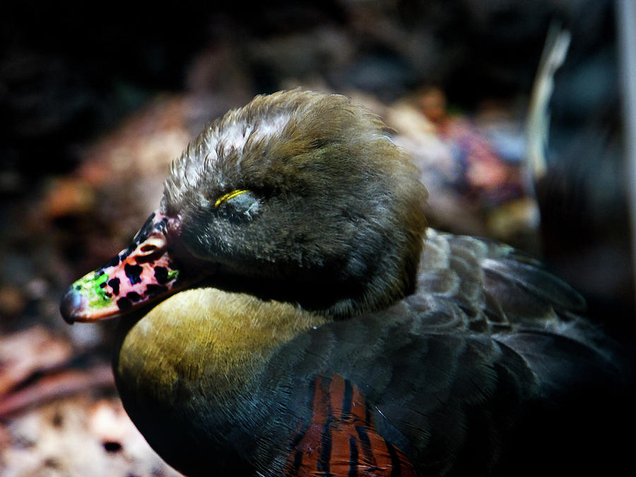 Duck Photograph - Lunchtime Duck Nap by Miroslava Jurcik