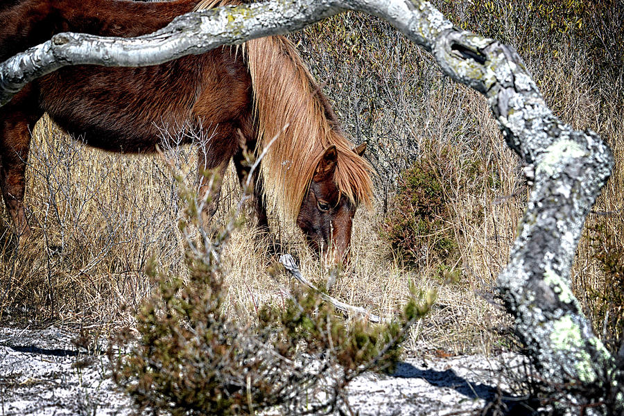 Lunchtime for Gokey Go-Go Bones by Assateague Pony Photography Lunchtime for Gokey Go-Go Bones by Assateague Pony Photography