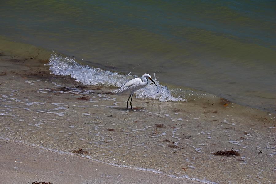 Lunchtime on Sanibel Photograph by Michiale Schneider