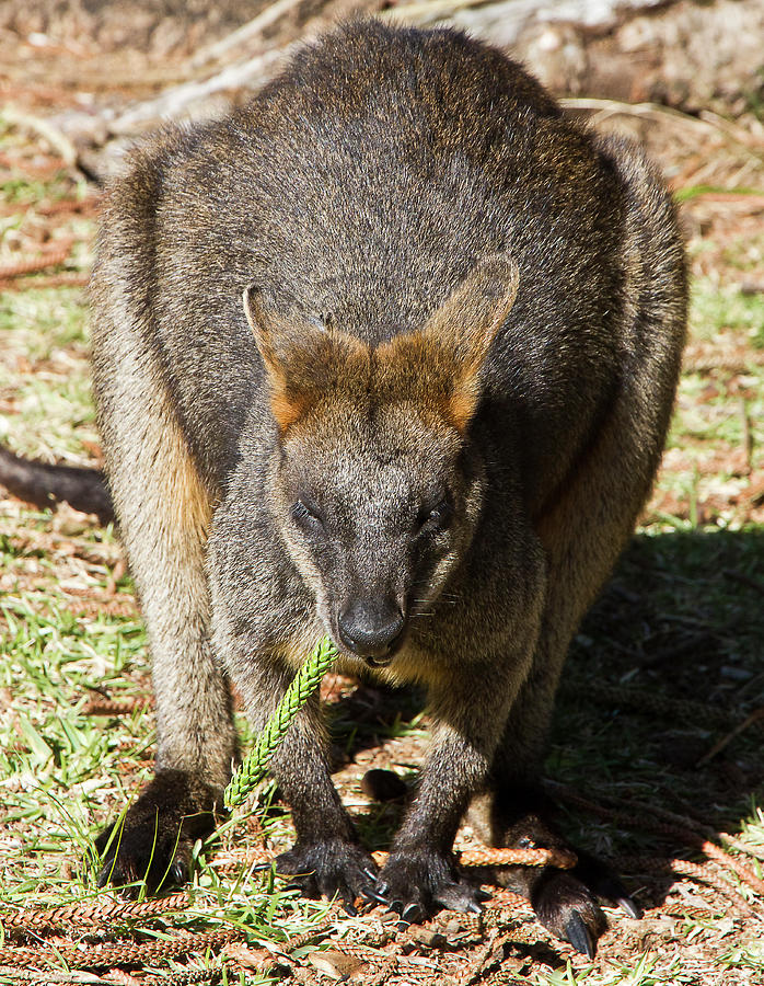 Lunchtime Says Swamp Wallaby Photograph by Miroslava Jurcik