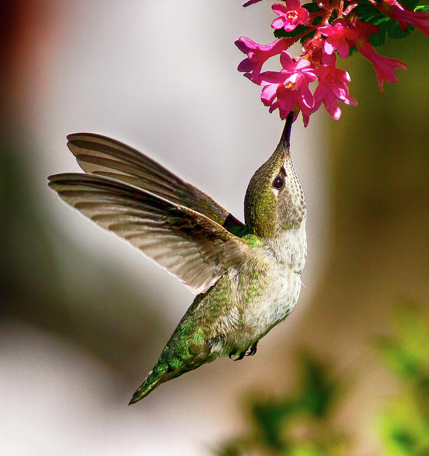 Lunchtime Photograph by Sheldon Bilsker - Fine Art America