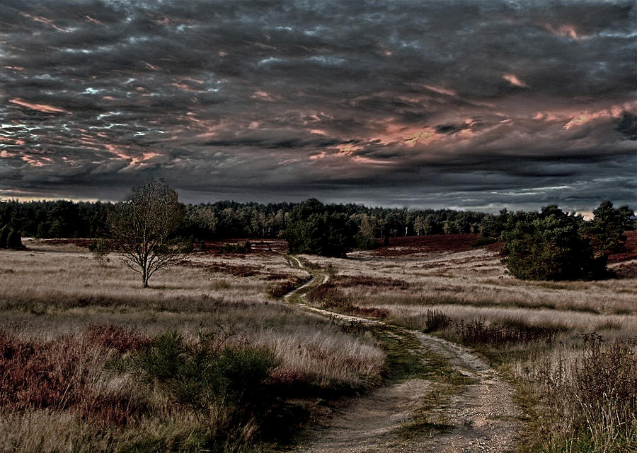 Luneburg Heath Photograph by Joachim G Pinkawa