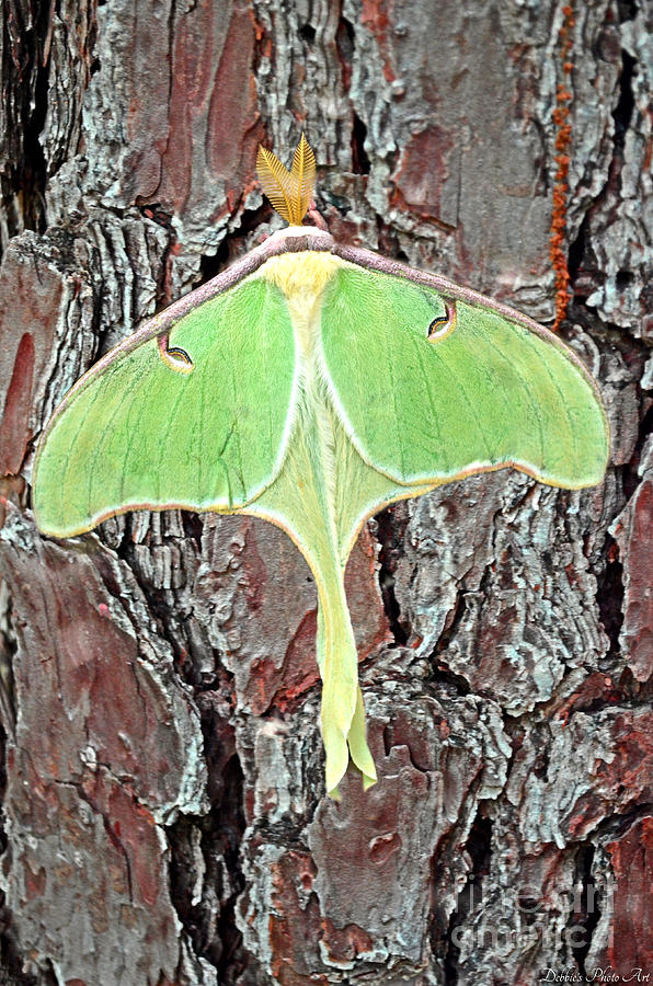 Luner Moth Photograph by Debbie Portwood