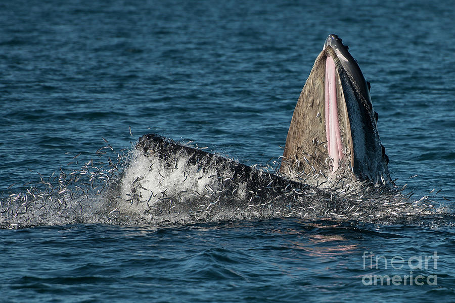Whale Photograph - Lunge feeding humpback whale, Santa Barbara, CA by Scott Methvin