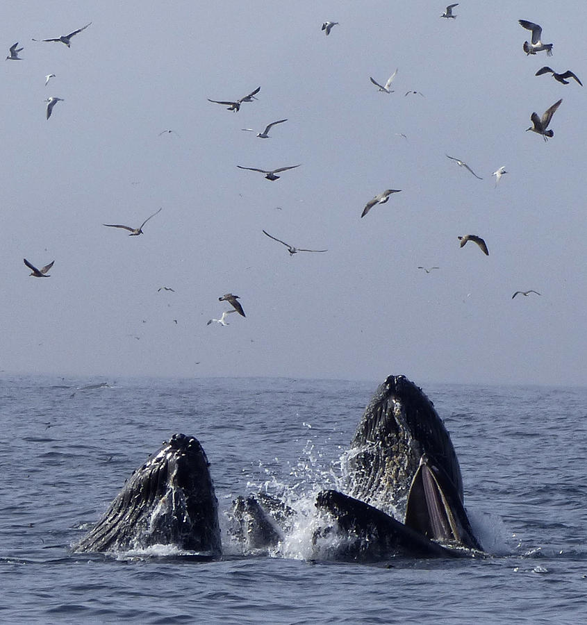 Lunge Feeding Humpback Whales Photograph by Amelia Racca