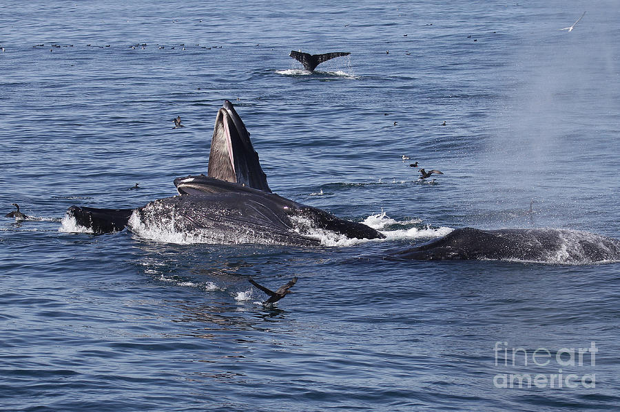 Whale Photograph - Lunge-feeding Humpback Whales  2015 by Monterey County Historical Society