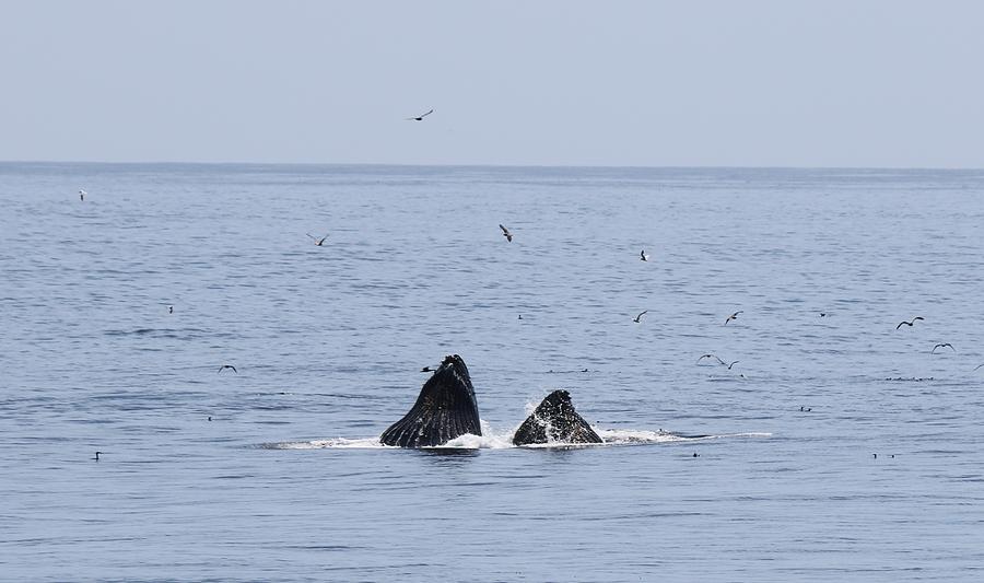 Lunge Feeding Humpback Whales  Photograph by Christy Pooschke