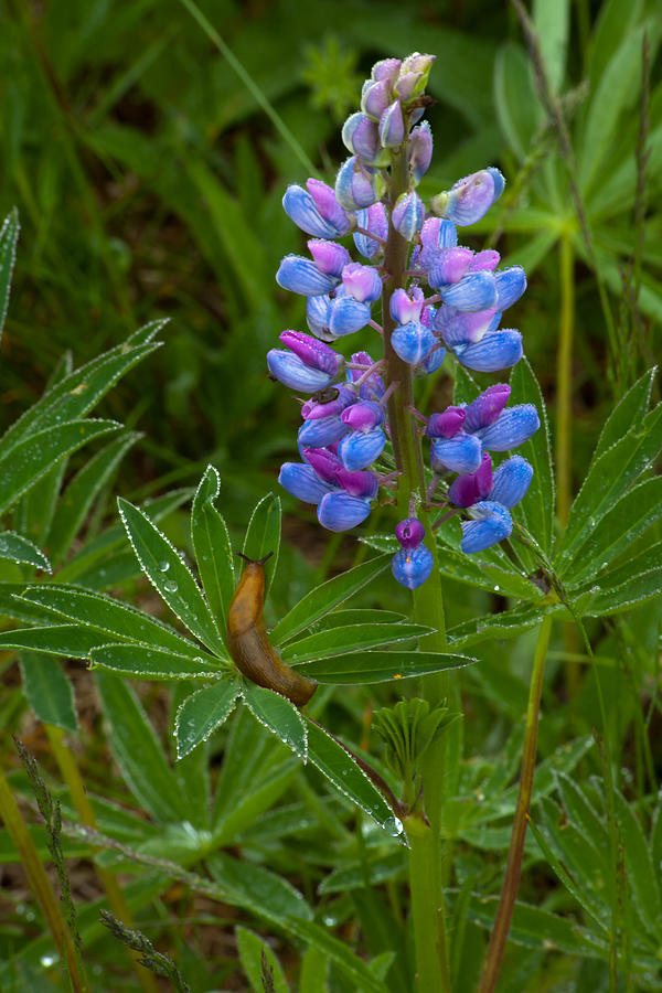Lupin And Guest Photograph by Irwin Barrett