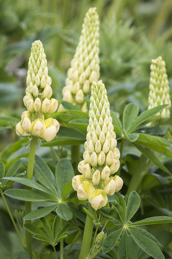 Lupin Photograph by Chris Smith