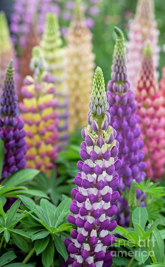 Lupin Colour Photograph by Tim Gainey