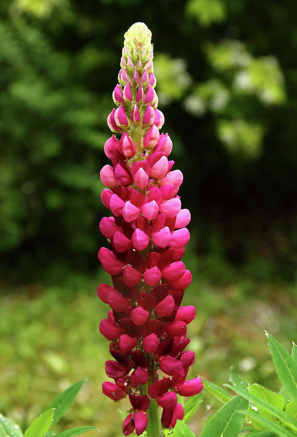 Lupin Photograph by Jeff Townsend