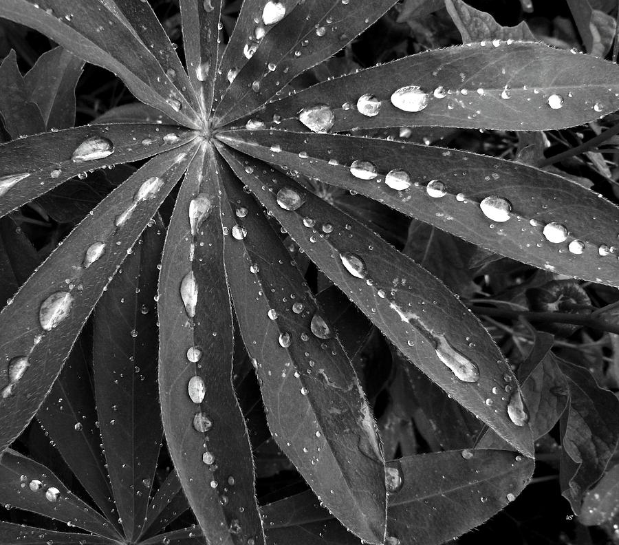 Lupin Leaves With Rain Drops  Photograph by Will Borden