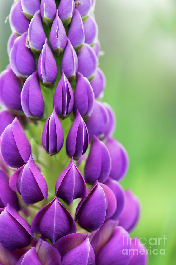 Flower Photograph - Lupin Masterpiece by Tim Gainey